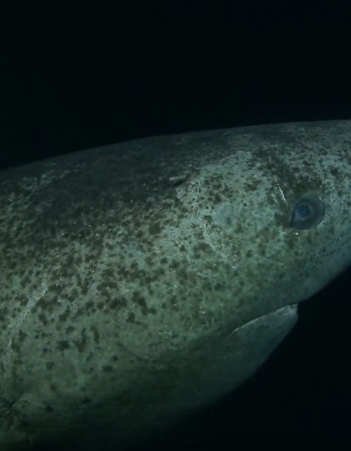 Film sequence requin charognard