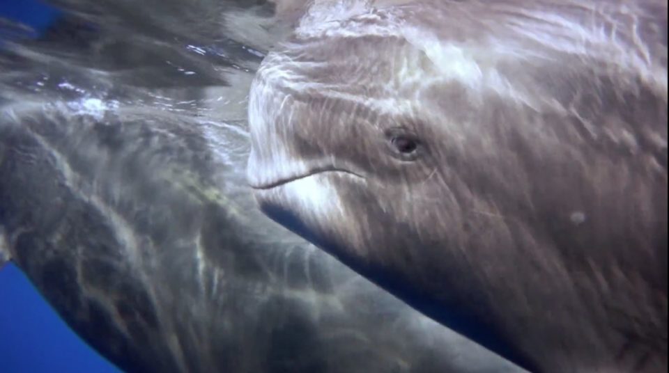 Sperm Whale Special Correspondance - French TV