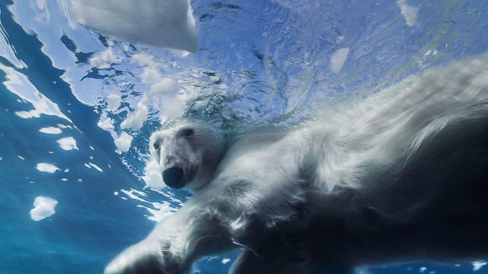 Rencontre avec l'ours polaire