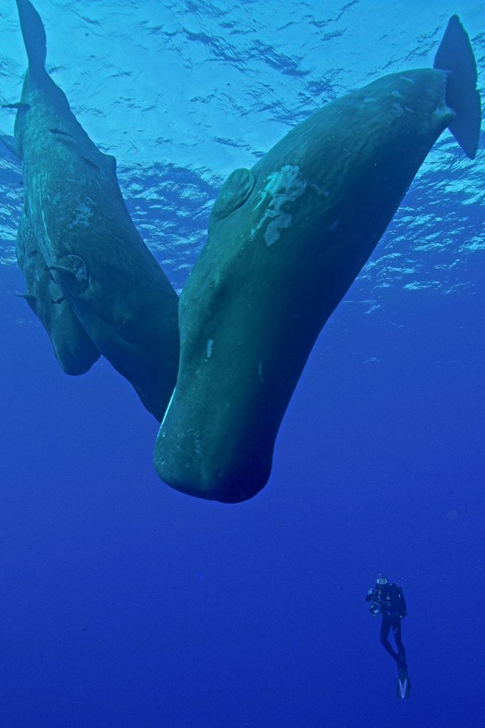 banque d'images film séquences cachalots - Spermwhale - Sea footage