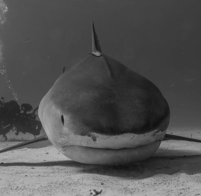 Banque d'images films requin blanc