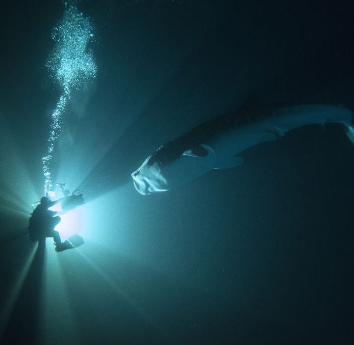 Banque d'images sous-marine vidéo 4J requin baleine