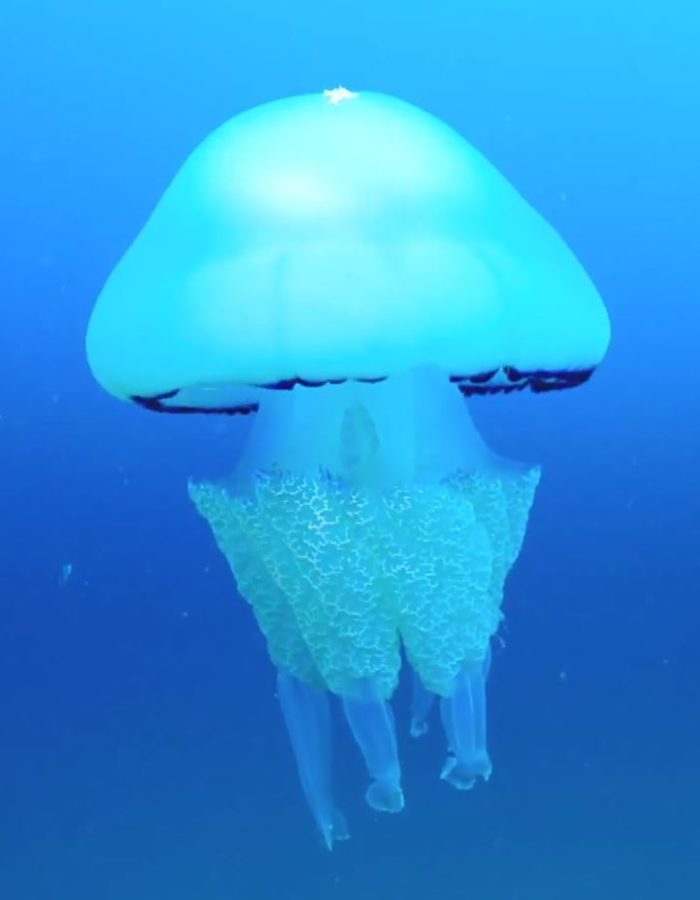 Un océan de vie - la méduse