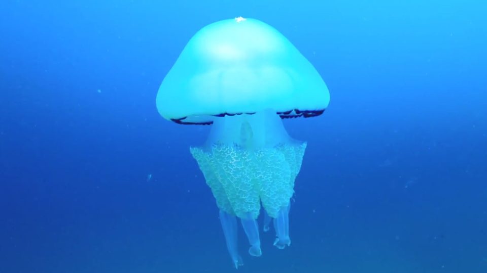 An Ocean of Life, the jellyfish
