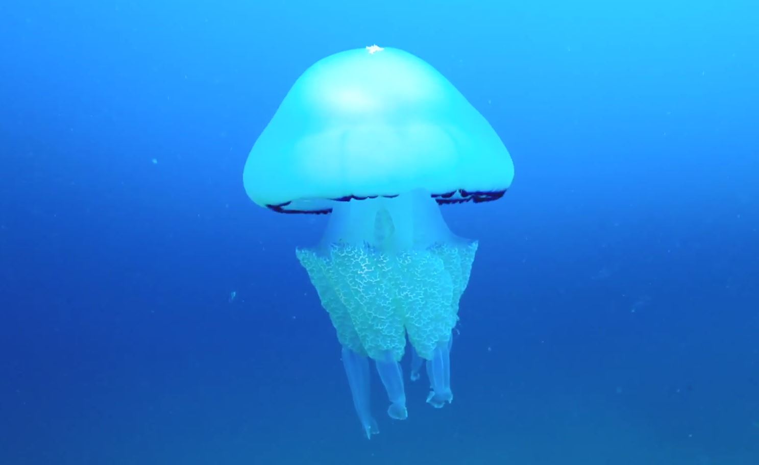 Un océan de vie, la méduse