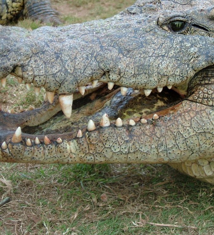 Banque d'images films crocodile