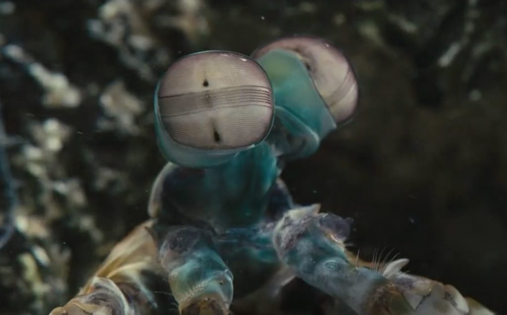 Extrait du film Océans, scènes de Reef et de sable en Nouvelle Calédonie et Australie