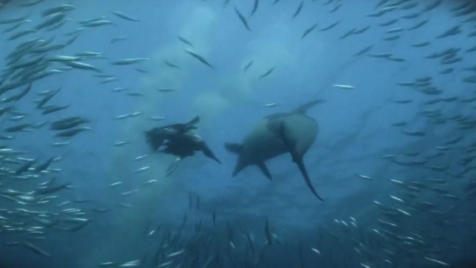 Attaques d'oiseaux, de dauphins et de requins