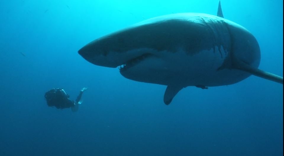 An Ocean of Life, the great white shark