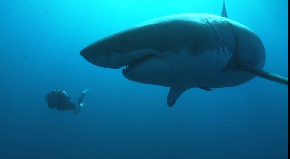 An Ocean of Life, The great white shark