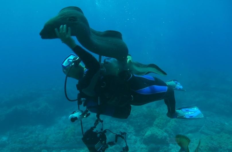 An Ocean of Life, the moray eel