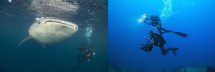 stage realisation video sous marine avec rene heuzey