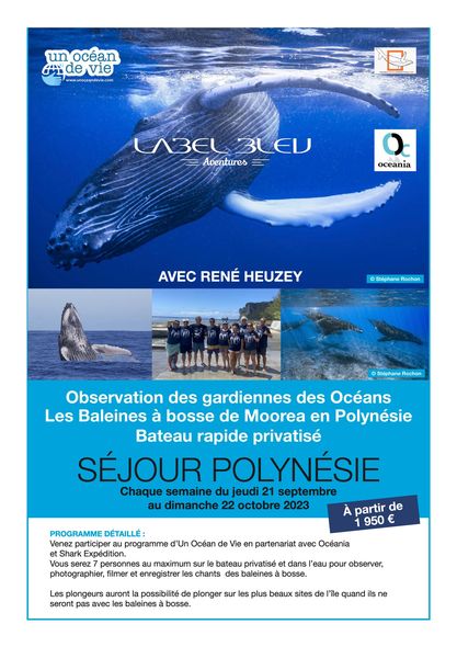 Séjour polynésie plongée avec les baleines avec René Heuzey