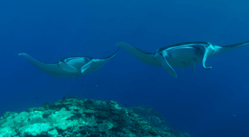 Stage de formation à la prise de vue sous marine - Réalisateur sous-marin