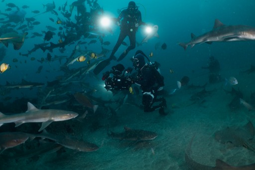 Stage de formation à la prise de vue sous marine - Réalisateur sous-marin